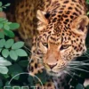 Earth: Animal Kingdom