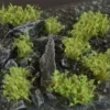 Gamer's Grass Dark Green Shrubs Wild (6mm)