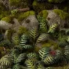 Gamer's Grass: Laser Plants - Bracken (Paproć)