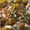 Gamers Grass: Laser Plants - Bugloss