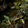 Gamer's Grass: Laser Plants - Elephant Ear (Kolokazja)