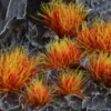 Gamer's Grass: Special tufts - Alien Fire Tuft Wild (6 mm)