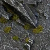 Gamer's Grass Tiny Tufts Dark Moss (2mm)
