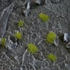 Gamer's Grass Tiny Tufts Dry Green (2mm)